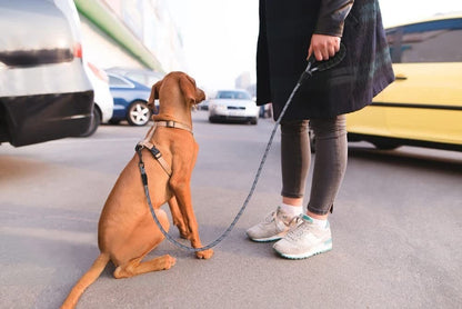 Premium Extra Strong Reflective Dog Leash with Foam Padded Handle, 5ft (150cm)