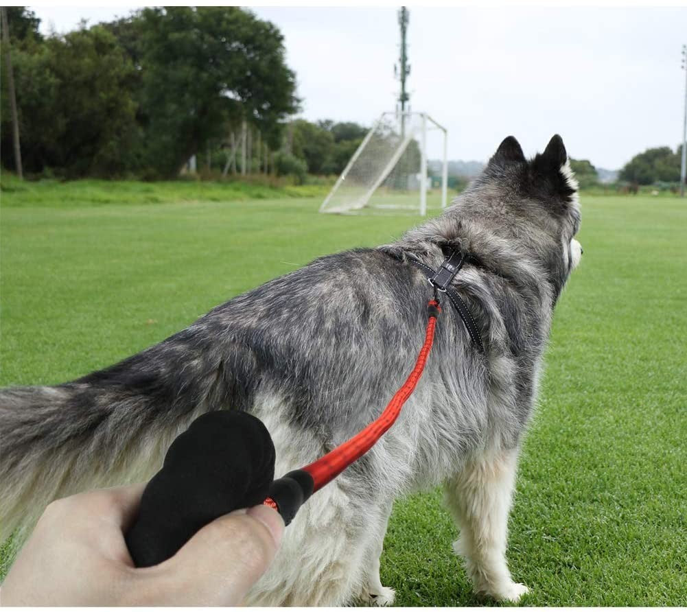 Premium Extra Strong Reflective Dog Leash with Foam Padded Handle, 5ft (150cm)