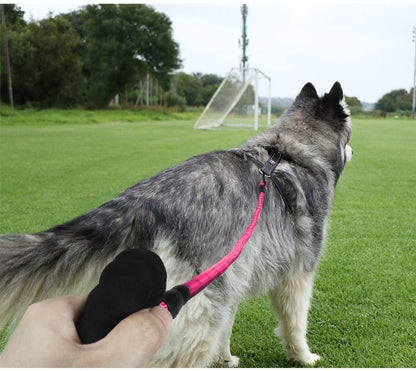 Premium Extra Strong Reflective Dog Leash with Foam Padded Handle, 5ft (150cm)