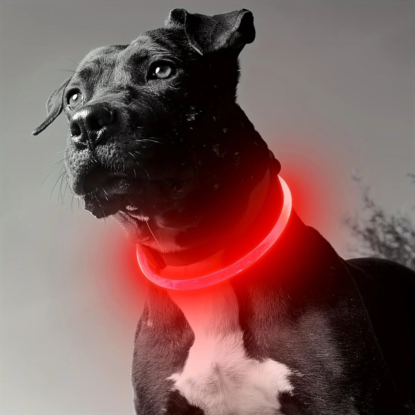 LED Illuminated Dog Collar with Anti-Lost Feature - USB Rechargeable Pet Necklace